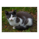 Carte de voeux grise et blanche de chaton