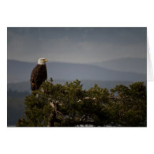 Carte d'Eagle chauve