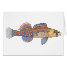 Carte Orange-Throated de Darter