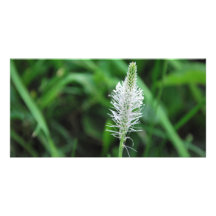 Carte photo de fleur blanche photocartes