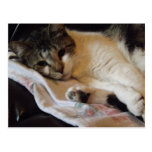 carte postale adorable de minou