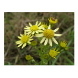Carte postale assez jaune de fleurs sauvages