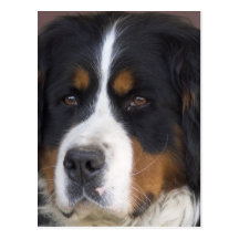 Carte postale de Berner Sennenhund