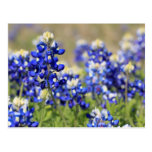 Carte postale de Bluebonnet