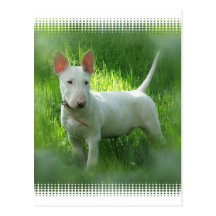 Carte postale de bull-terrier