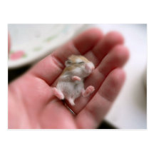 Carte postale de chiot de Robo