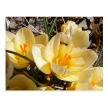 Carte postale de ~ du crocus w/ant 111