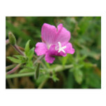 Carte postale de fleur sauvage de lychnide rouge