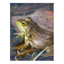 Carte postale de grenouille