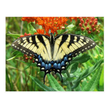 Carte postale de machaon de tigre