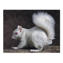 Carte postale de Milou