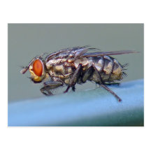 Carte postale de mouche de chair