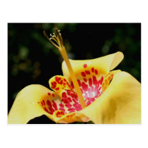 Carte postale de photographie de fleur de lis repé