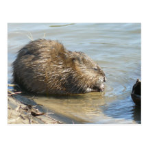 Carte postale de rat musqué
