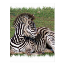 Carte postale de repos de zèbre