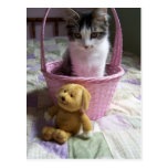 Carte postale de SweetieKitty