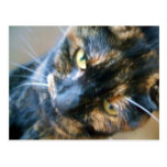 carte postale de visage de minou