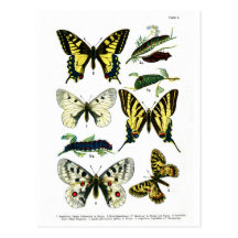 Carte postale européenne du plat de papillons I