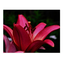 Carte postale intense de photographie de fleur de 