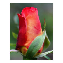 Carte postale jaune rouge de photographie de fleur