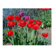 Carte postale pourpre rouge de photo de fleur de t