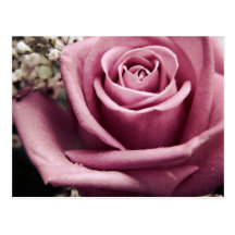 Carte postale rose de cru