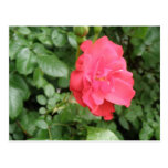 Carte postale rose sauvage