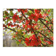 Carte postale rouge de photographie de fleur de fl