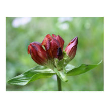 Carte postale rouge de photographie de fleur de ge
