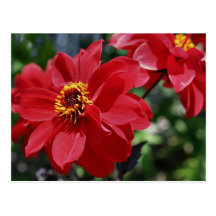 Carte postale rouge de photographie de fleur de pi