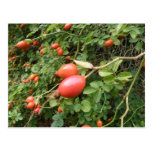Carte postale rouge juteuse de cynorrhodons