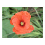 Carte postale sauvage de fleur de pavot