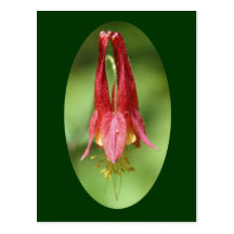 Carte postale sauvage de photographie de fleur de 