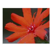 Carte postale vive de photo de fleur de marguerite