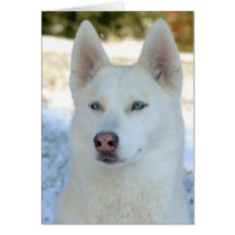 Carte pour notes de chien de traîneau sibérien ou 