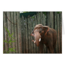 Cartes de note de photo d'éléphant ou cartes de vo