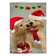 Cartes de sucre de canne de part de chiots de gold
