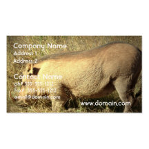 Cartes de visite velus de Warthog Modèle De Carte De Visite