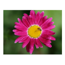 Cartes peintes de marguerite et plus cartes postales