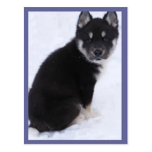 Cartes postales adoptables #4 de chiot