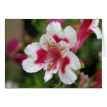 Cartes pour notes de fleur de ressort