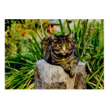 CAT D'ATTITUDE MODÈLES DE CARTES DE VISITE