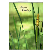 Cattail-Teich Ostern Karten