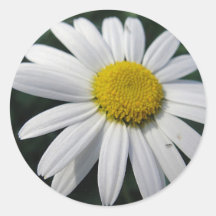Centre de floraison marguerite blanche autocollants
