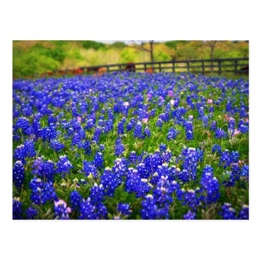 Champ des Bluebonnets Cartes Postales