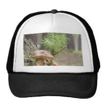 Champignon sauvage minuscule casquettes