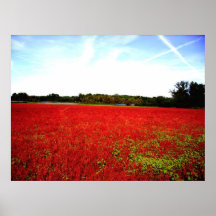Champs des rubis posters