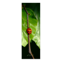 chance de dame cartes de visite personnelles