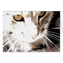 chat au soleil carte de vœux