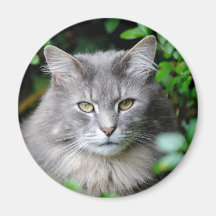 Chat gris aimants pour réfrigérateur
